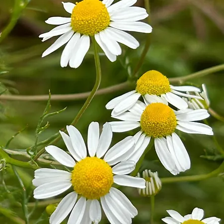 Ferienwohnung, Schlafzimmer 2 Appartement